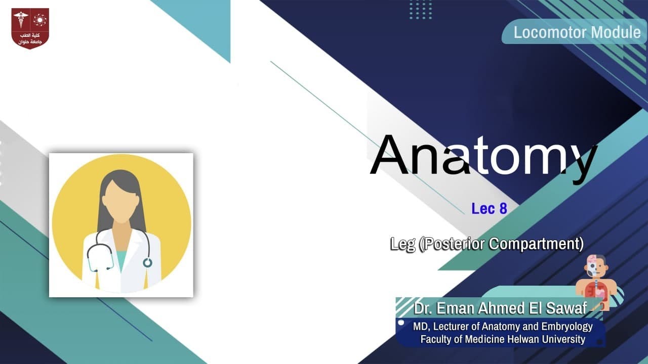 8. Leg (Posterior Compartment)