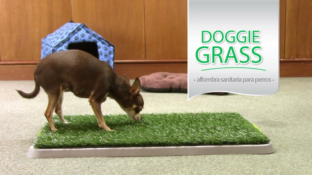 Doggie Grass · Alfombra Sanitaria para Perros