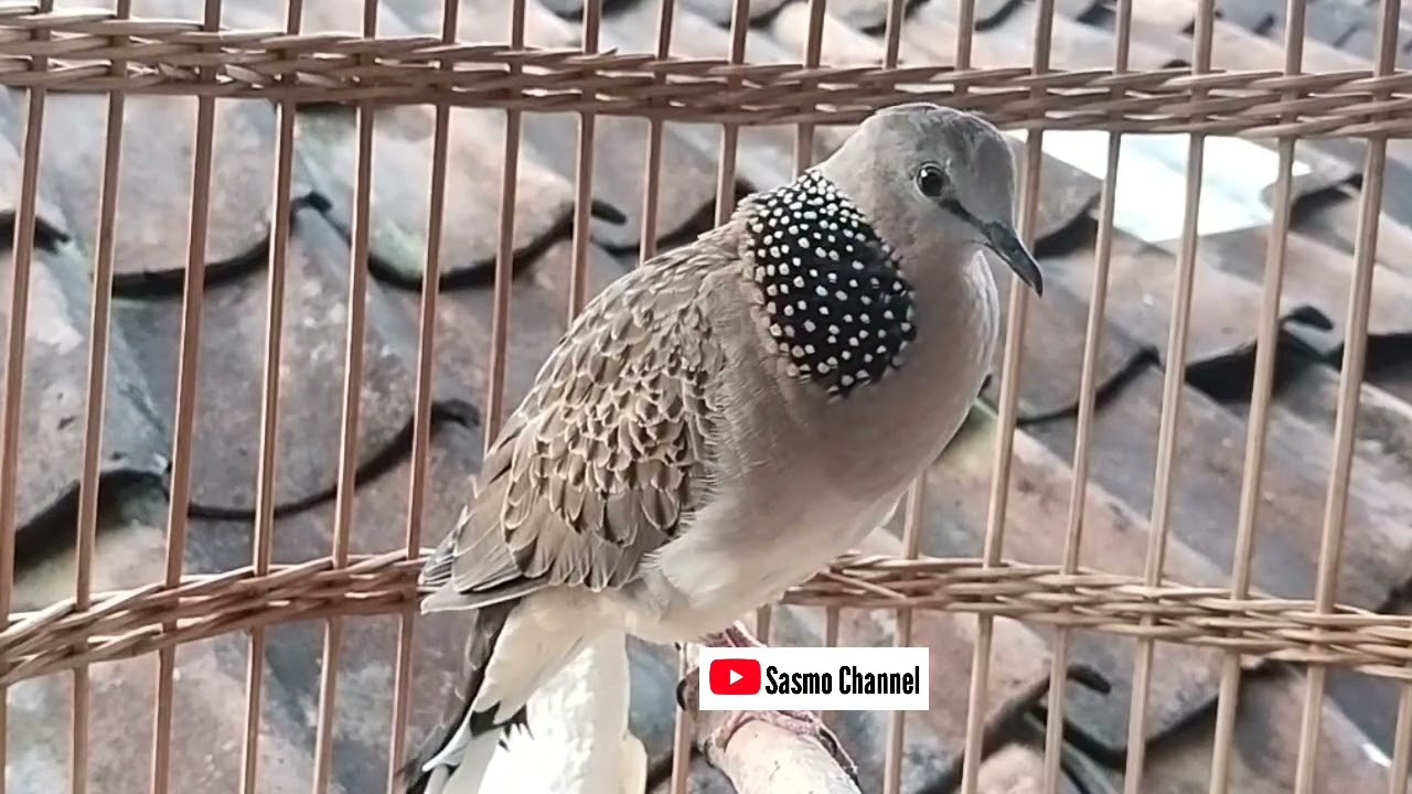 Derkuku kuk 3 lokal gacor ngamuk