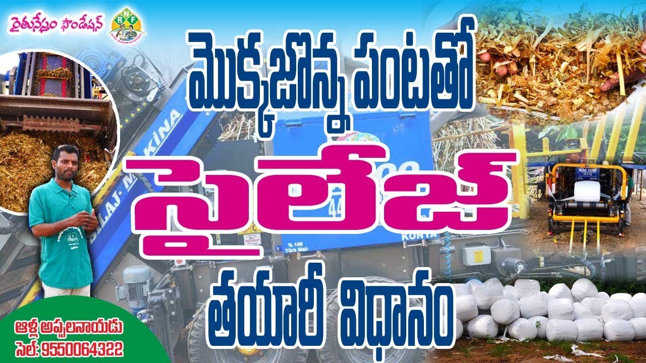 Corn Silage Production and Management || Dairy Farmer Alla Appala Naidu || Contact - 9550064322