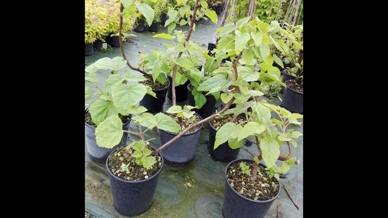 Paulownia Gratis