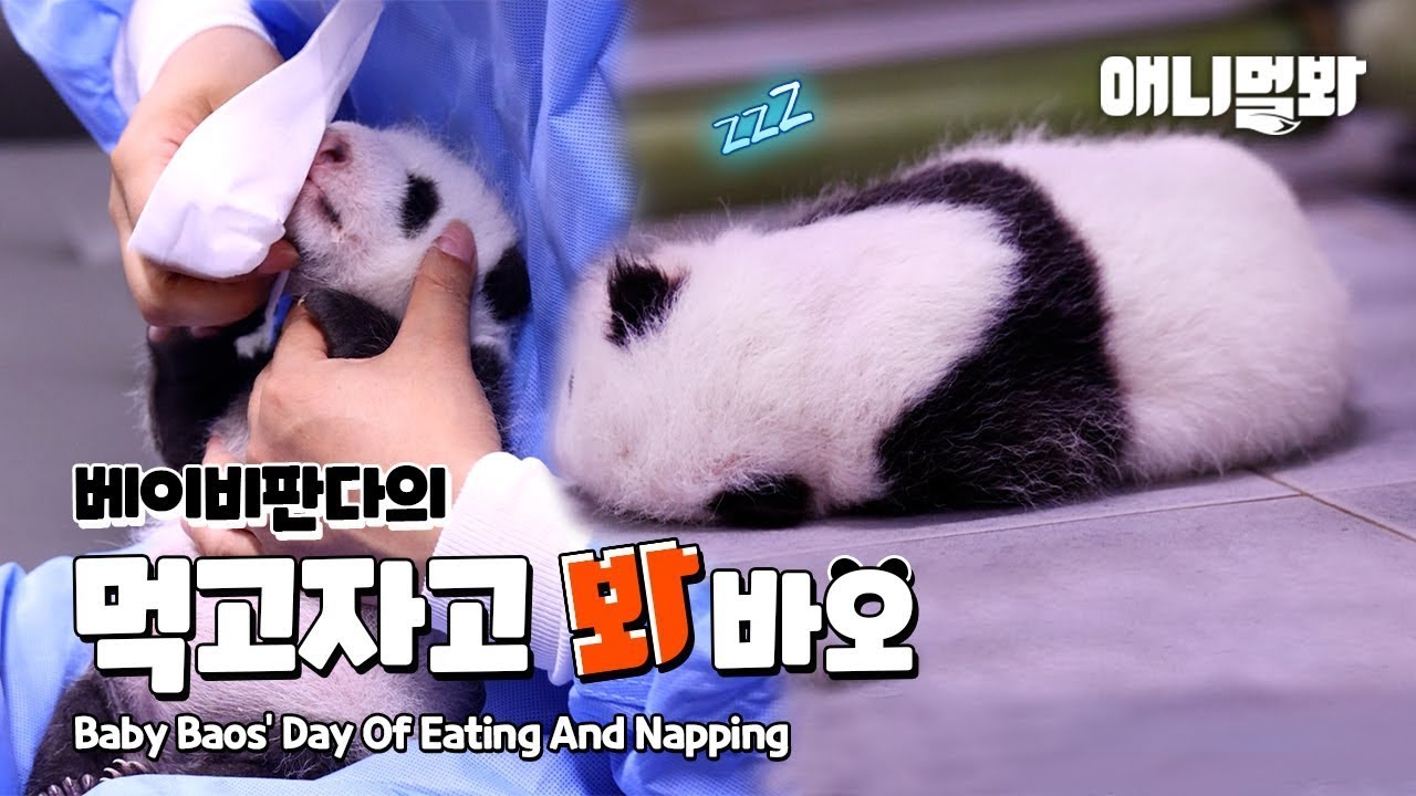 먹고 자고 먹고 자는 아기 판다의 하루 어떤데ㅣWatch Baby Pandas’ Day Of Eating And Napping