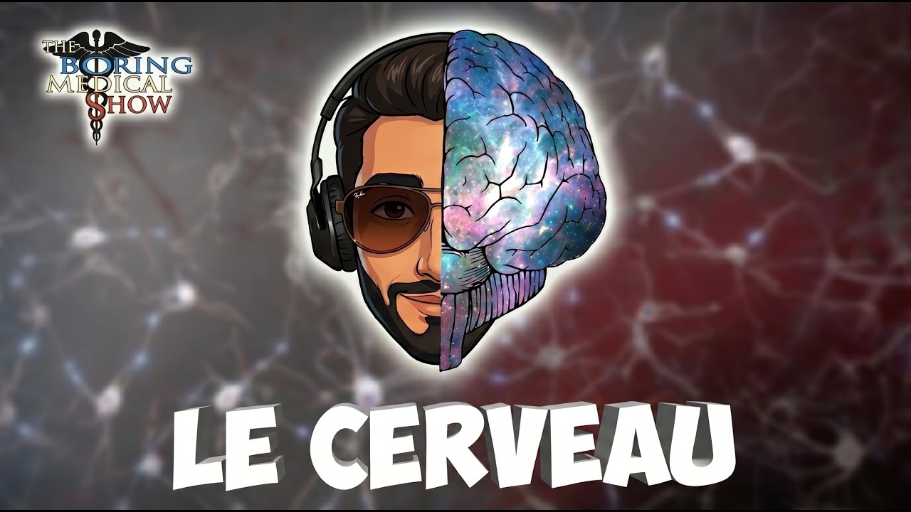 ANATOMIE : LE CERVEAU 🧠