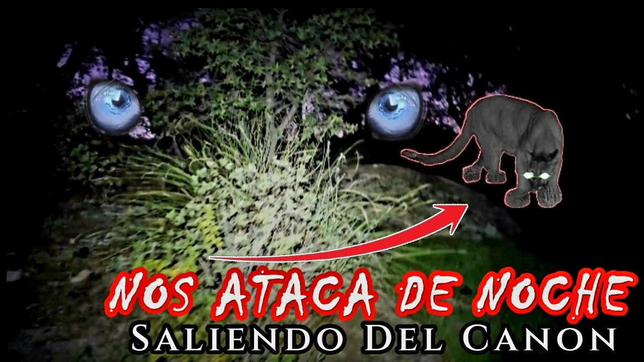 😱DE NOCHE NOS ATACÓ en El Cañón. ¡NOS ESTABA CAZANDO! (Parte 3 de 3)