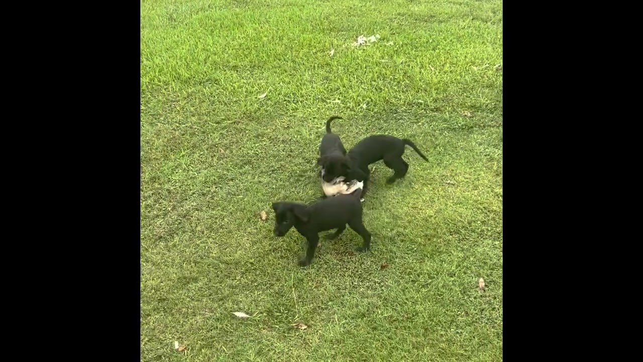 GRHRCH MAVERICK X HRCH JINX PUPPIES