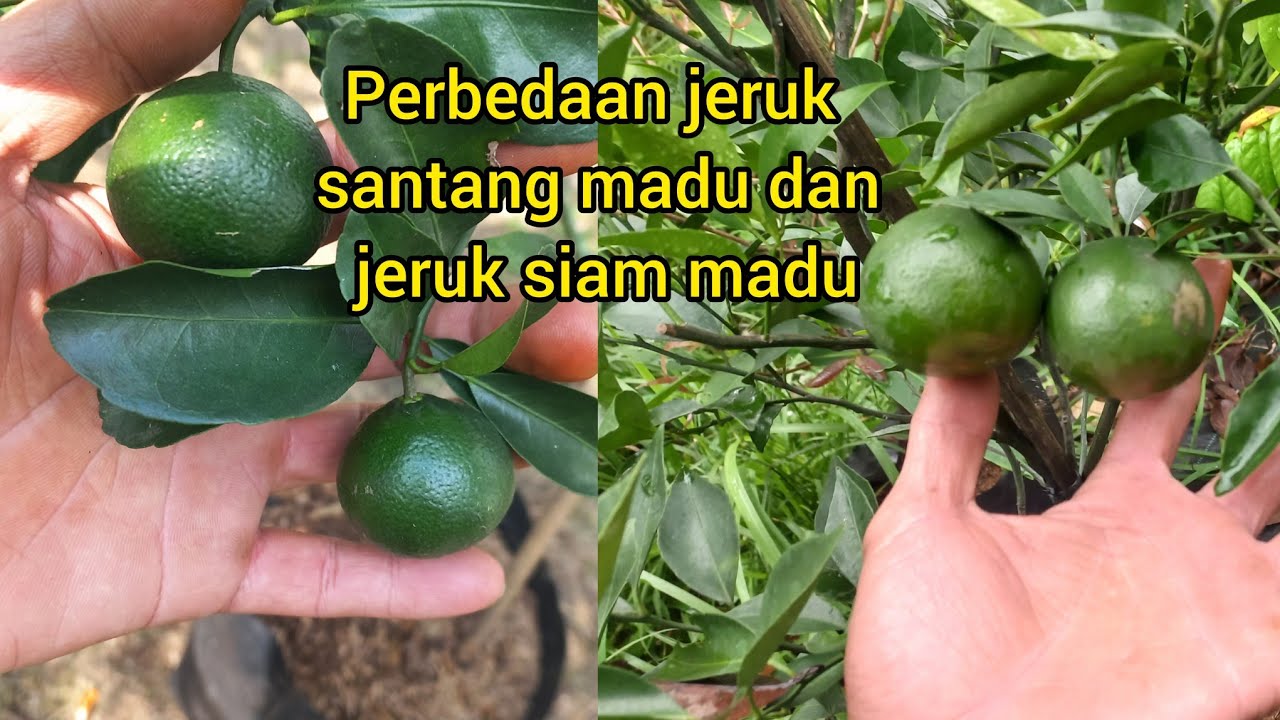 Perbedaan jeruk santang dan siam madu
