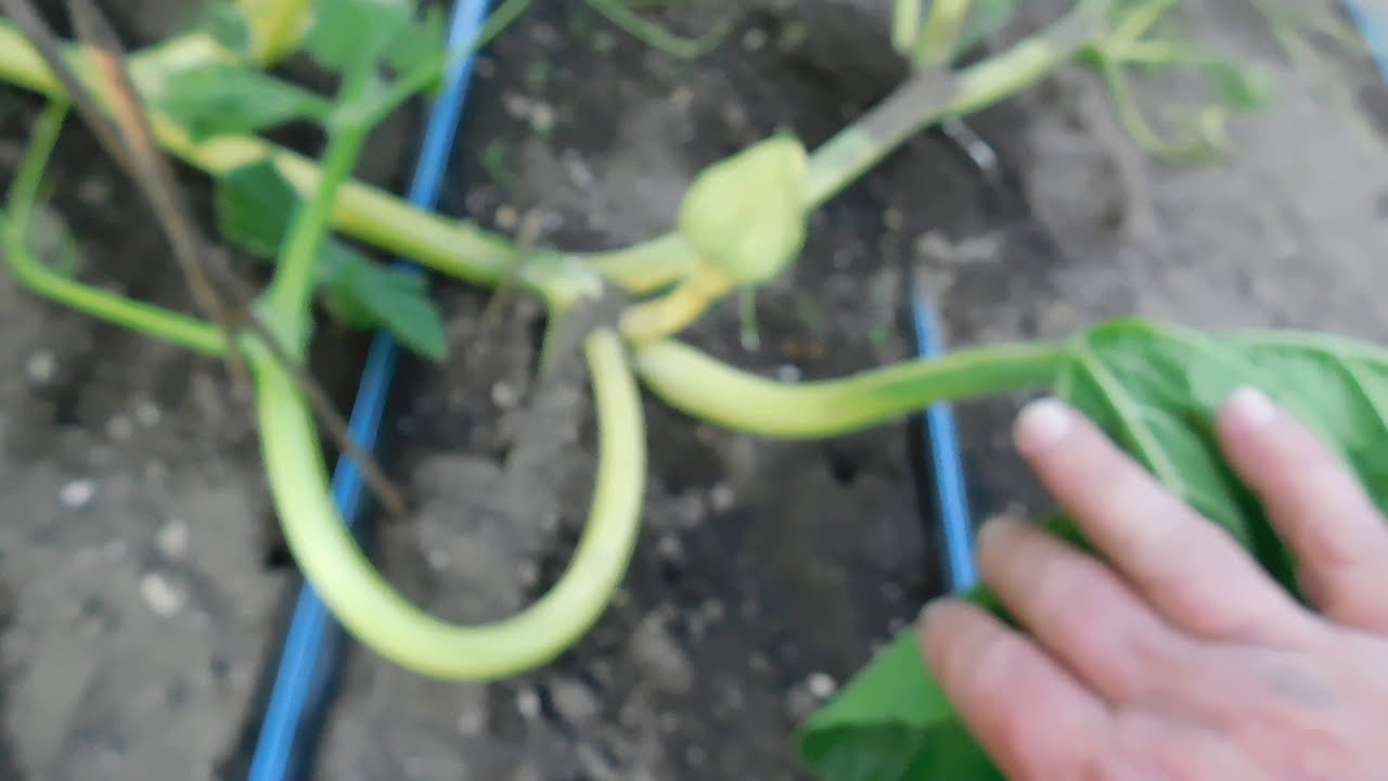 GIANT PUMPKIN Vine/fruit training Flipping the secondary to hit 2000lbs