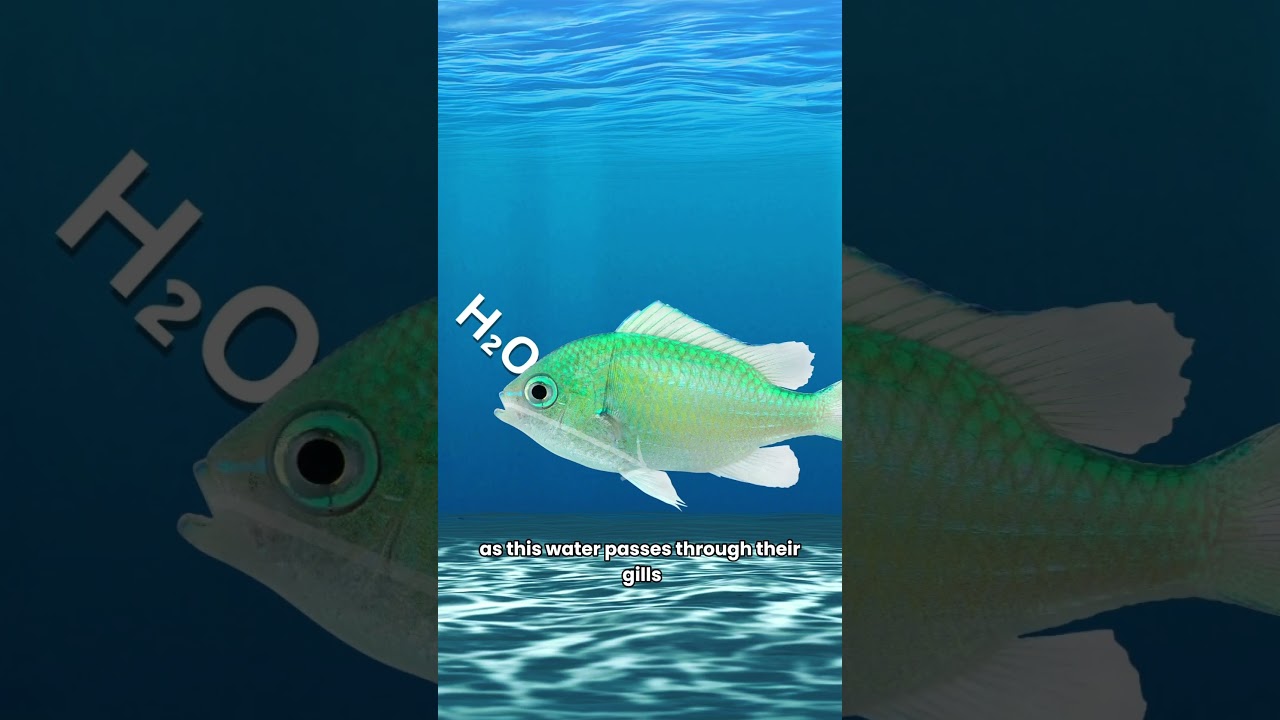 How fish breathe underwater