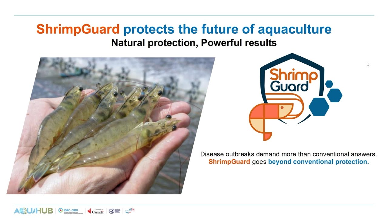 ShrimpGuard: Nature's shield for healthy shrimp