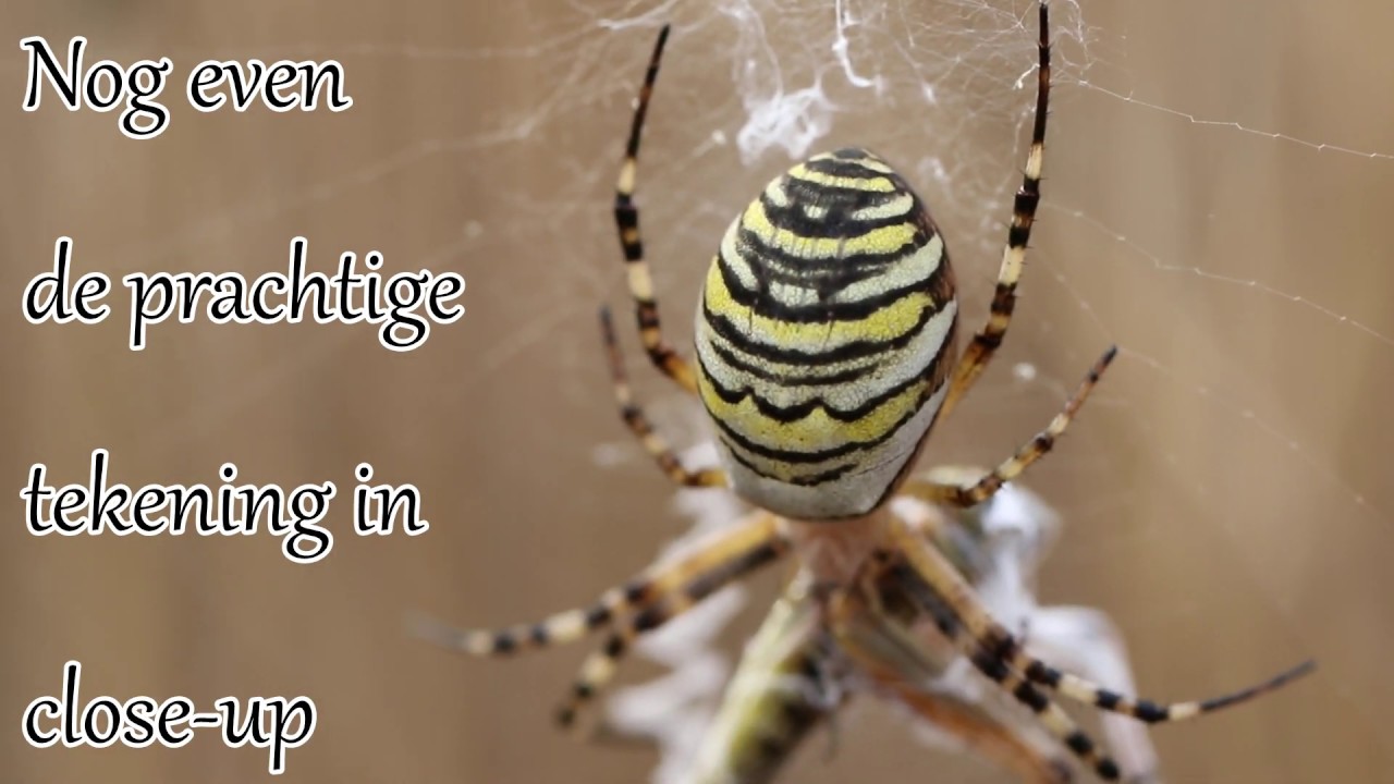 1 minuut natuur: Wespspin of Tijgerspin - wasp spider - argiope frelon - gold-wespenspinne