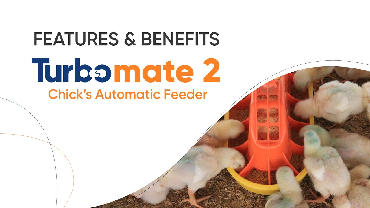 Turbomate 2 | Features & Benefits of Chick's Automatic Feeder | Sephnos