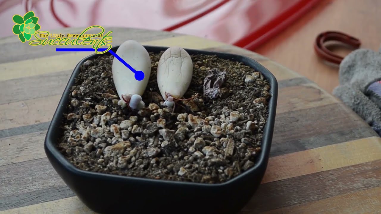 Propagating Pachyphytum Oviferum (Moonstone)