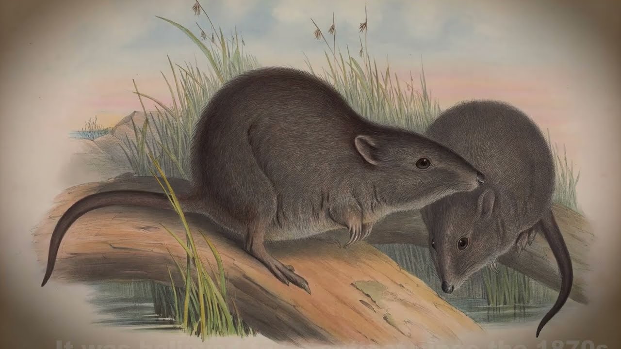 Gilbert's Potoroo. Almost Extinct. Now We're Tracking Them.
