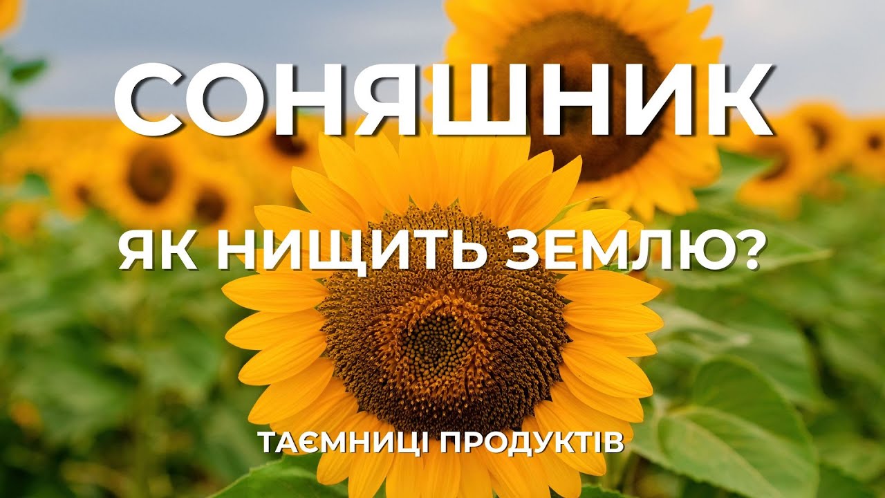 Чому СОНЯШНИК небезпечний? | Історія українського символу, що виснажує землю. Таємниці продуктів