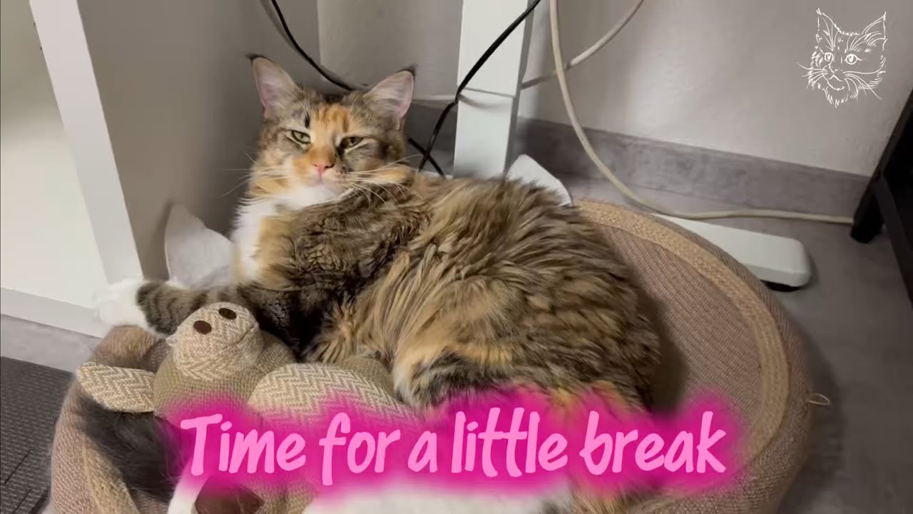 Little Break: Daisy Relaxing and Purring 😺