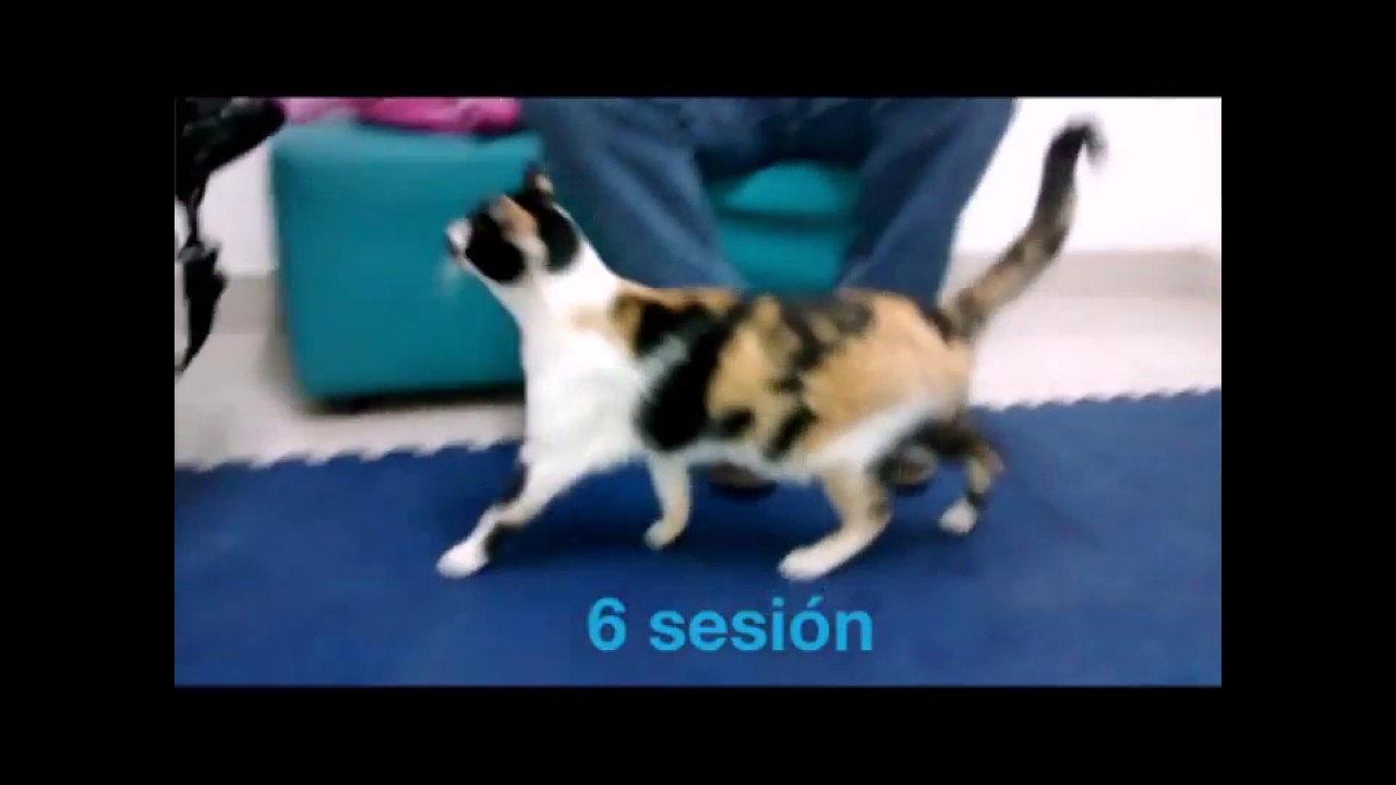 rehabilitación gato cojo por inyección  https://movimentovet.co/