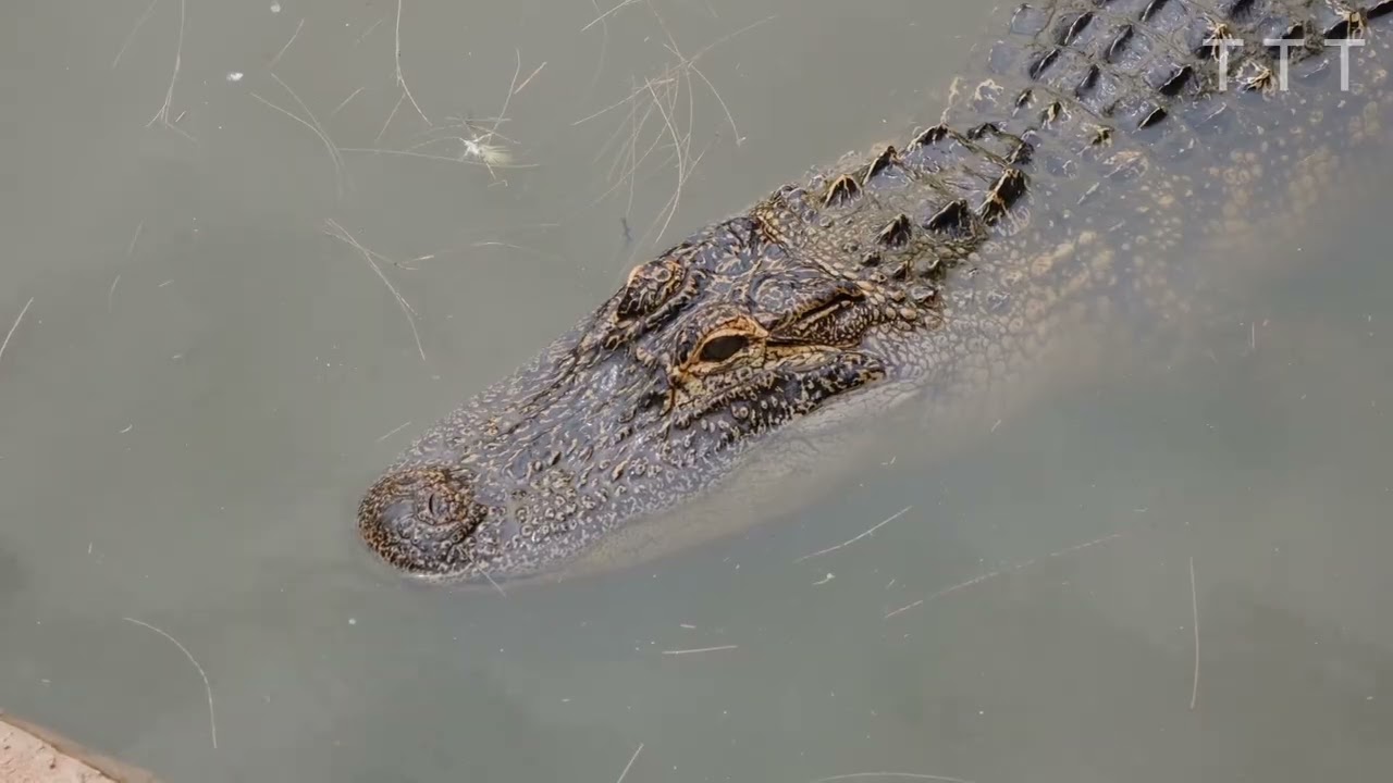 The Crocodile of the Congo Basin| True Tales of Animals