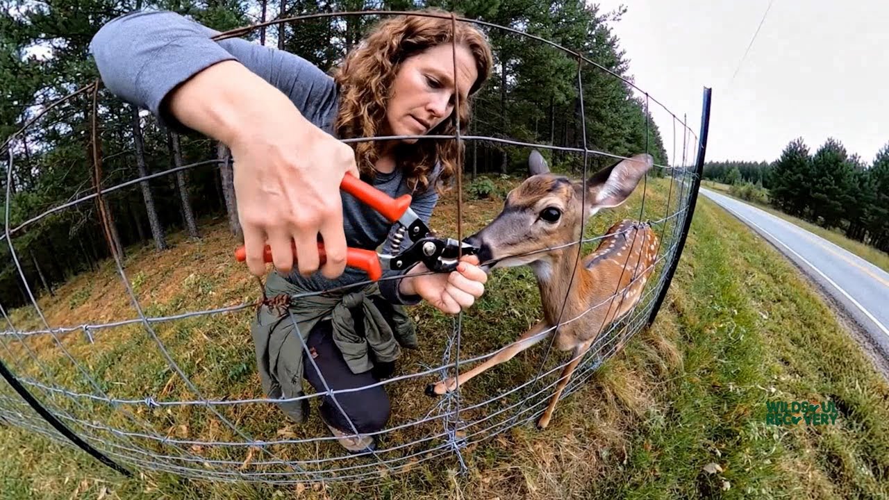 A Wild Animal Rescue That Took 17 Failed Attempts Before Success