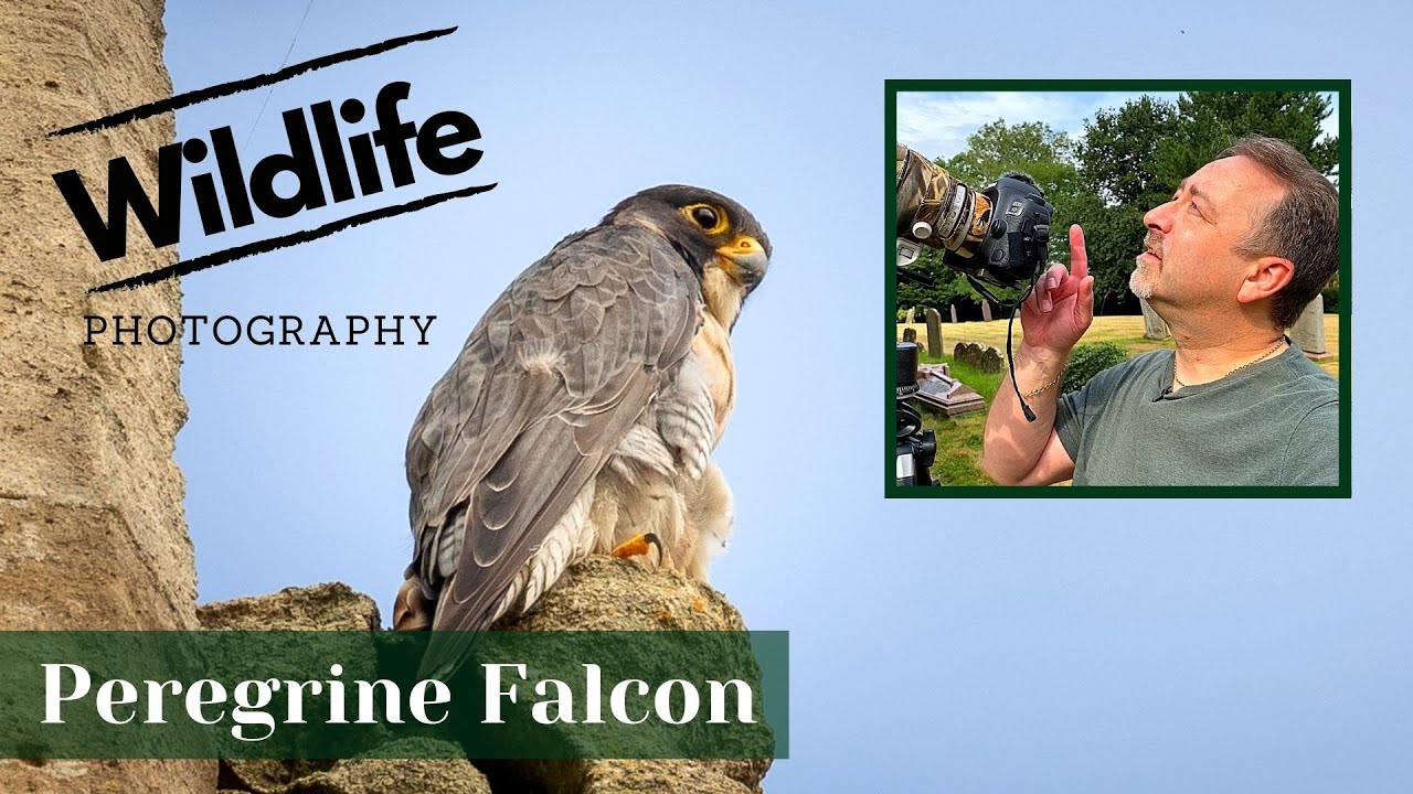 YOUNG PEREGRINE FALCON | UK Wildlife and Nature Photography