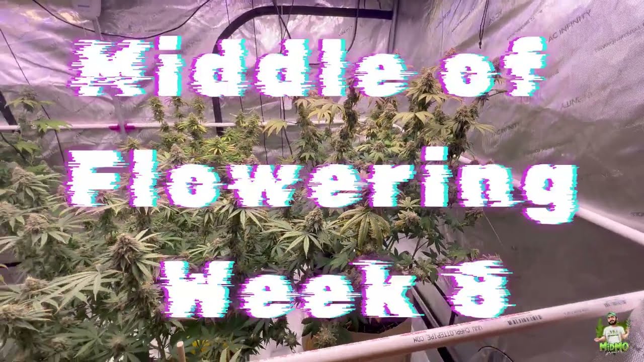Optics LED - Runtz, Planet of the Grapes(Ethos), Super Lemon Haze, and My Own Strain Grow Part 7