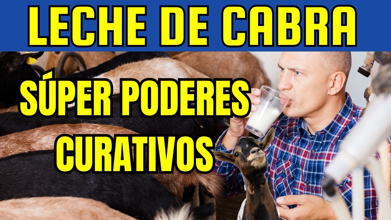 Propiedades CURATIVAS de la LECHE DE CABRA🐐🥛 Conoce TODA la CALIDAD NUTRITIVA de la LECHE de CABRA