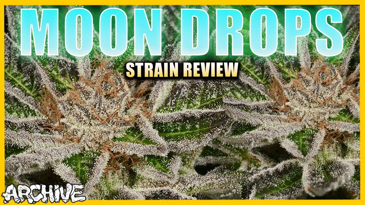 Moon Drops | Purple Urkle x Dosidos - STRAIN REVIEW
