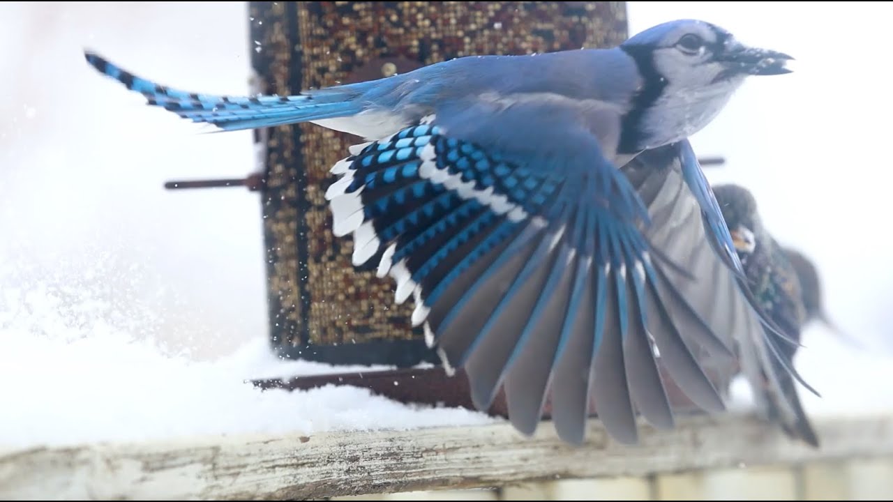 Snow Birds