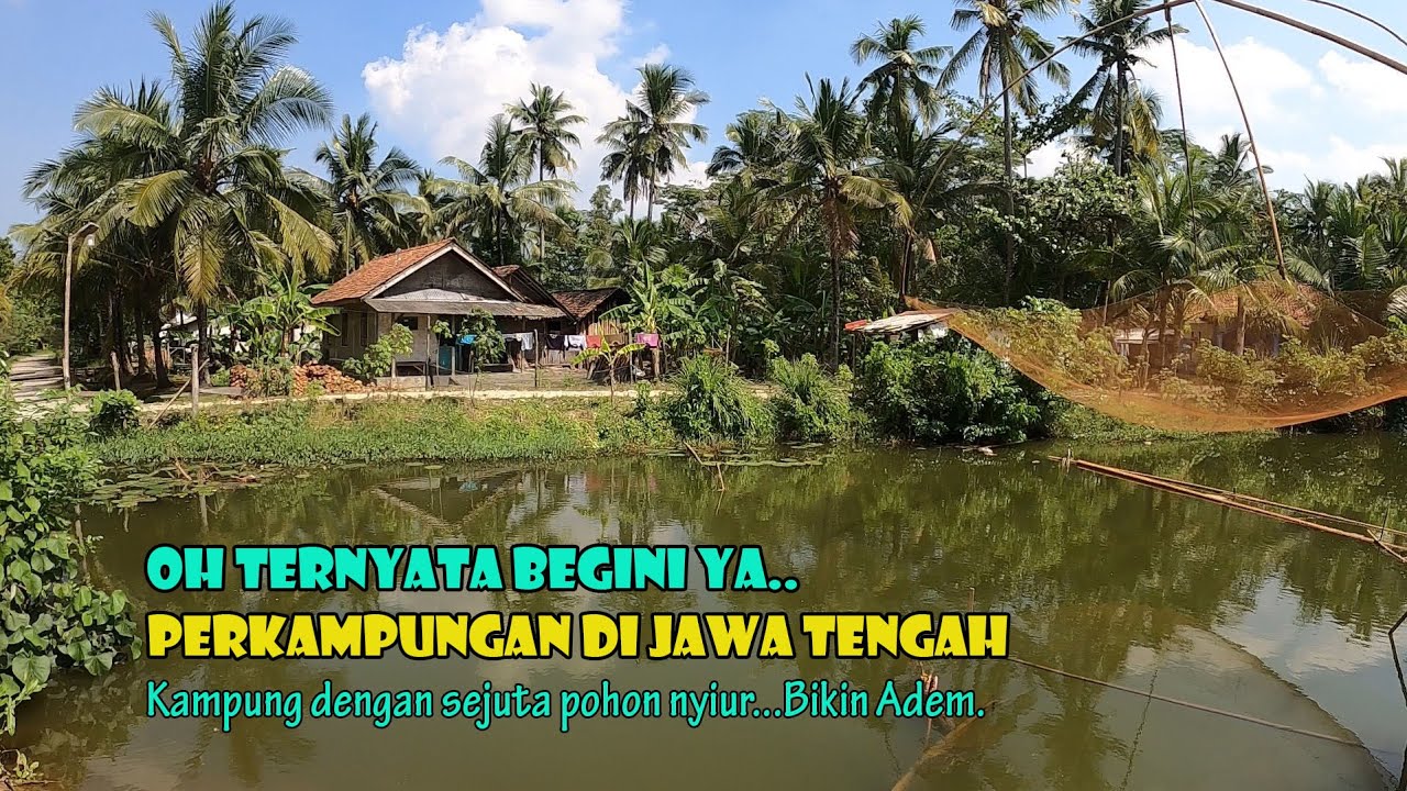 Kampung Dengan Sejuta Pohon Nyiur, Kampung Cikuning Cilacap Jawa Tengah.