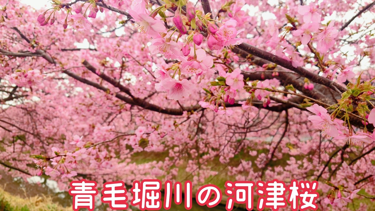 20260302 青毛堀川🌸見頃の河津桜