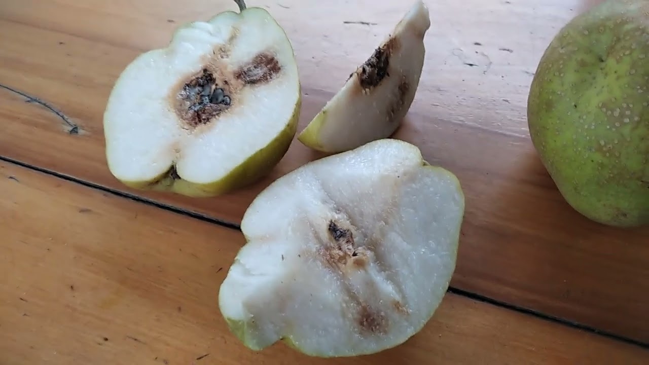 Сорт груші Шин Лі (Shin Li asian pear)