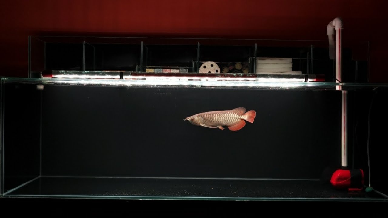 My New Arowana Fish