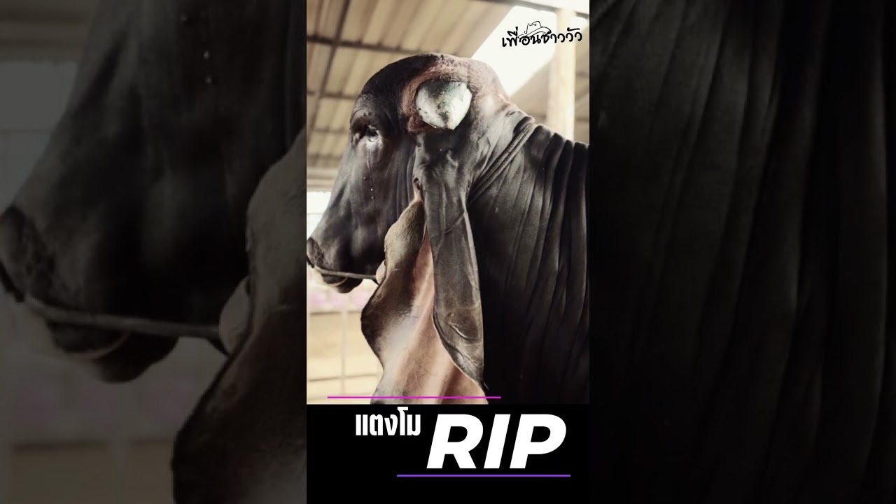 RIP พันธุกรรมเดียว