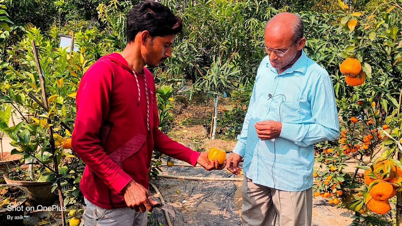 Maa Annapurna nursery theke anukul modok daa  @baidyanursery