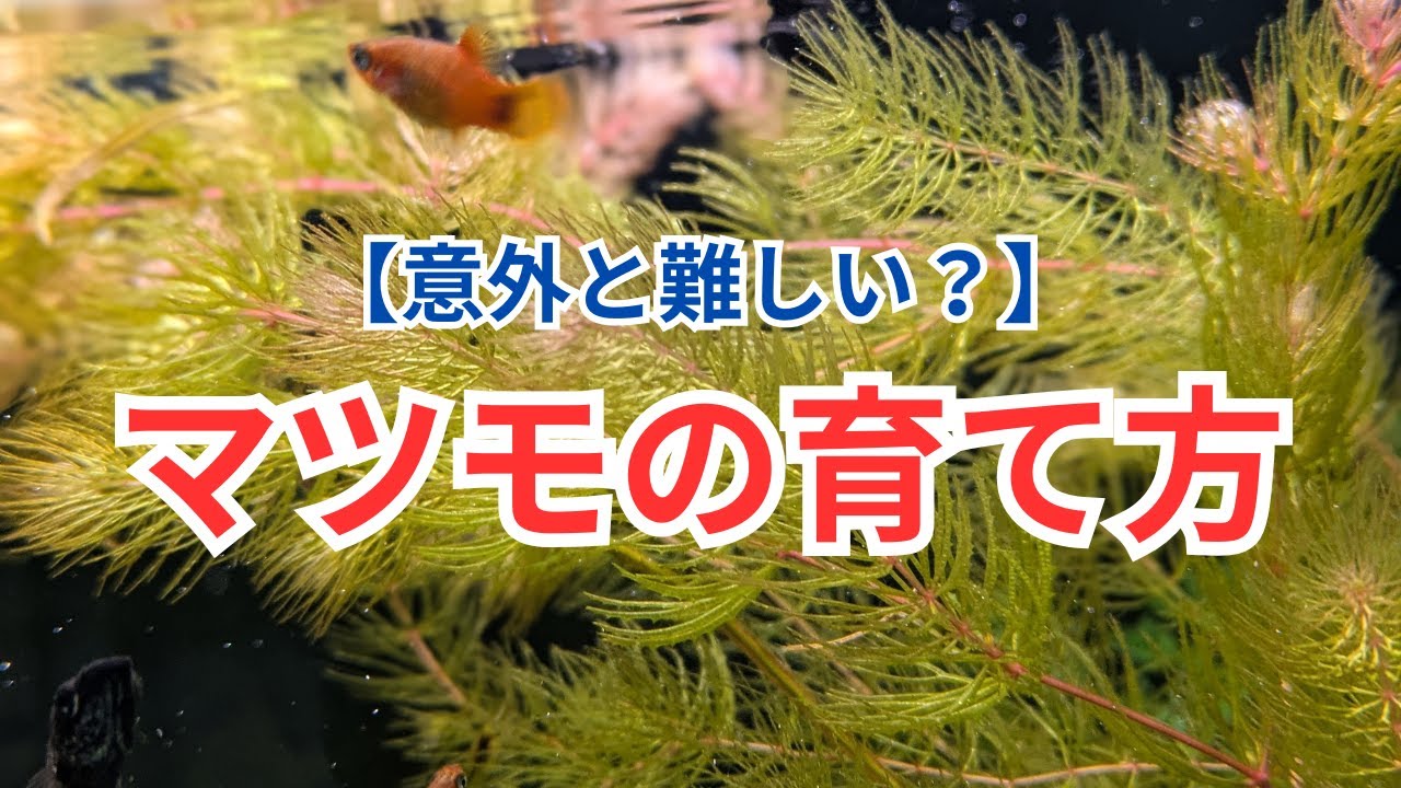 【意外とクセが強い】マツモの育て方を解説します！