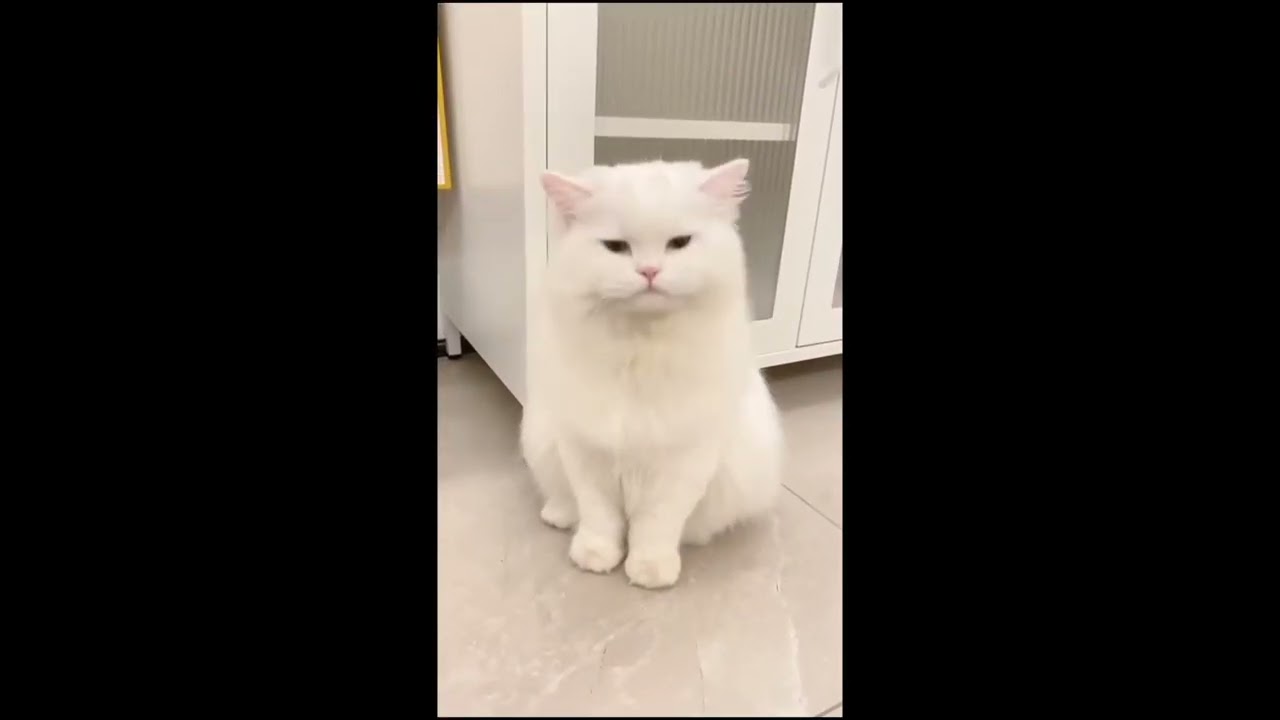 MUTLU KEDİCİKLER    SİNİRLİ KEDİCİKLER     TATLI K&Uuml;&Ccedil;&Uuml;K SEVİMLİ DOSTLARIMIZ