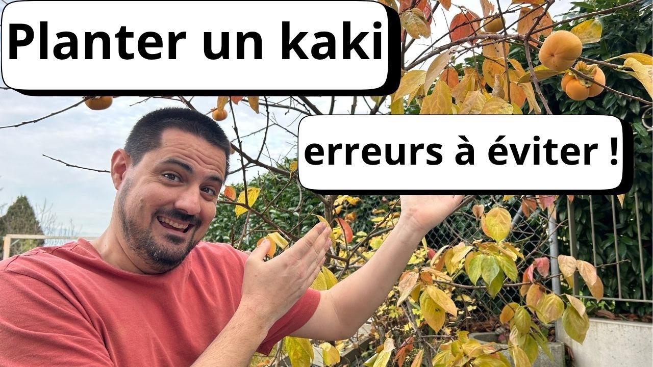 Comment et pourquoi planter un plaqueminier : conseils, taille, récolte et erreurs à éviter 🌳🧡