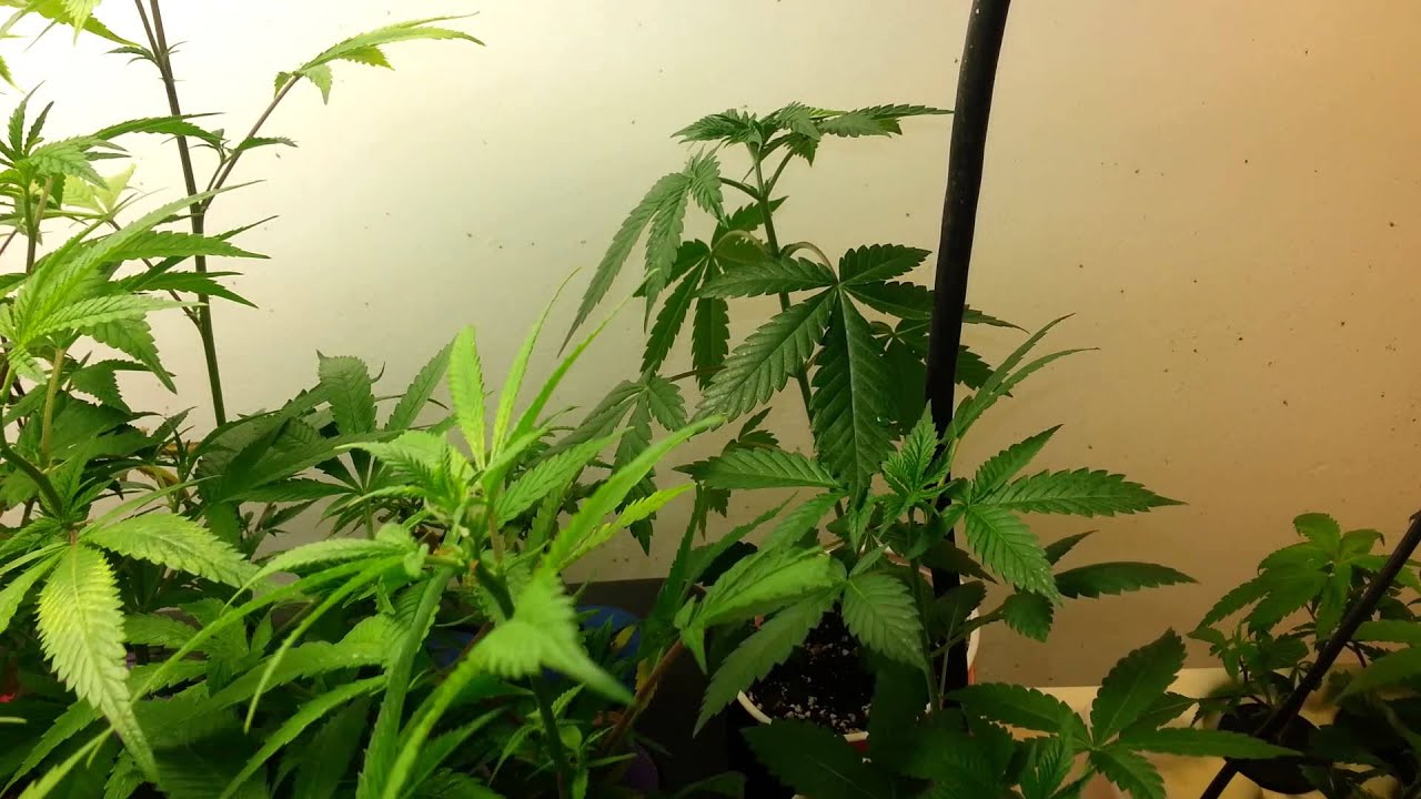 West coast masters genetics