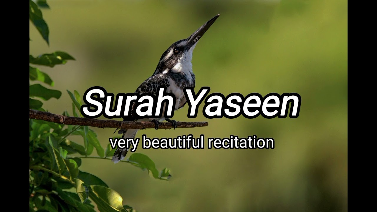 The beautiful recitation of Quran surah Yasin 