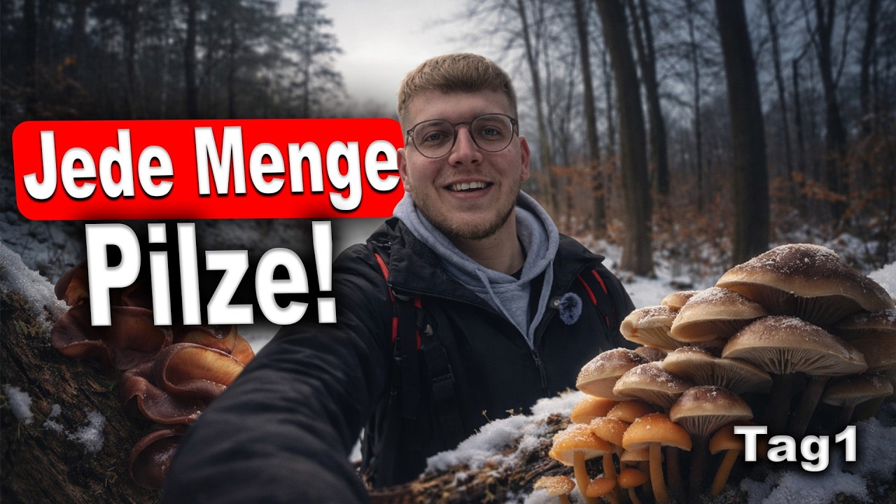 Der Wald liefert ab 🍄 | Samtfußrübling & Austernseitling | Tillztour 2/12 – Februar 2026
