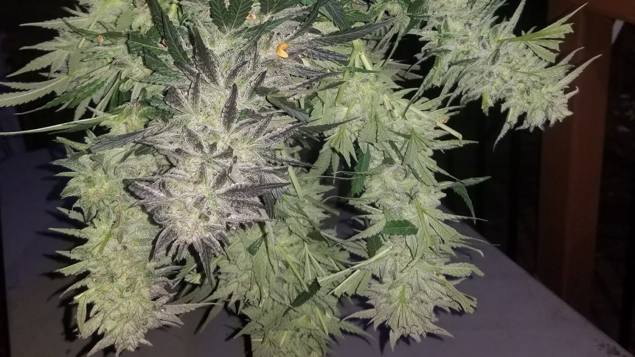 harvest 2020 mandarin cookies