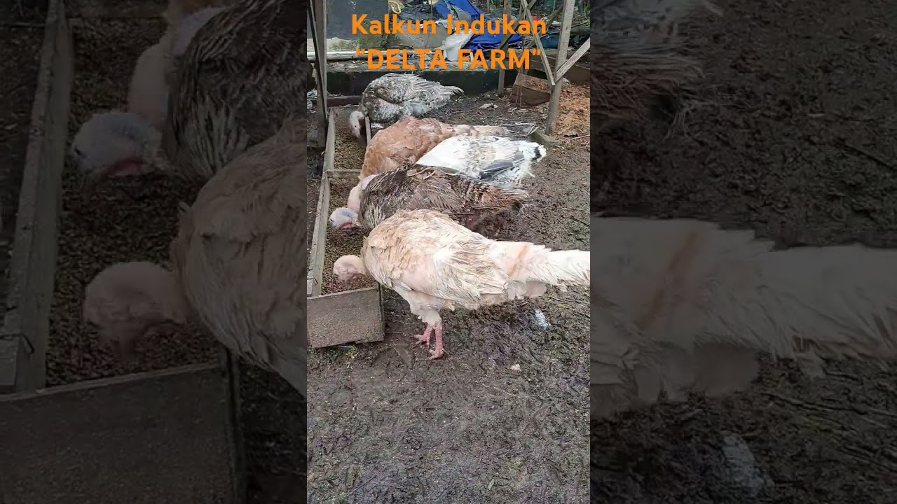 Kalkun Indukan 