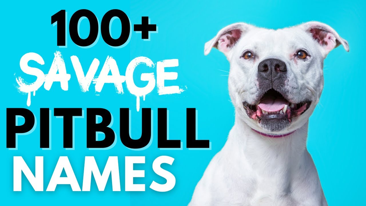 100+ Pit Bull Names | Male and Female Pit Bull Dog Names