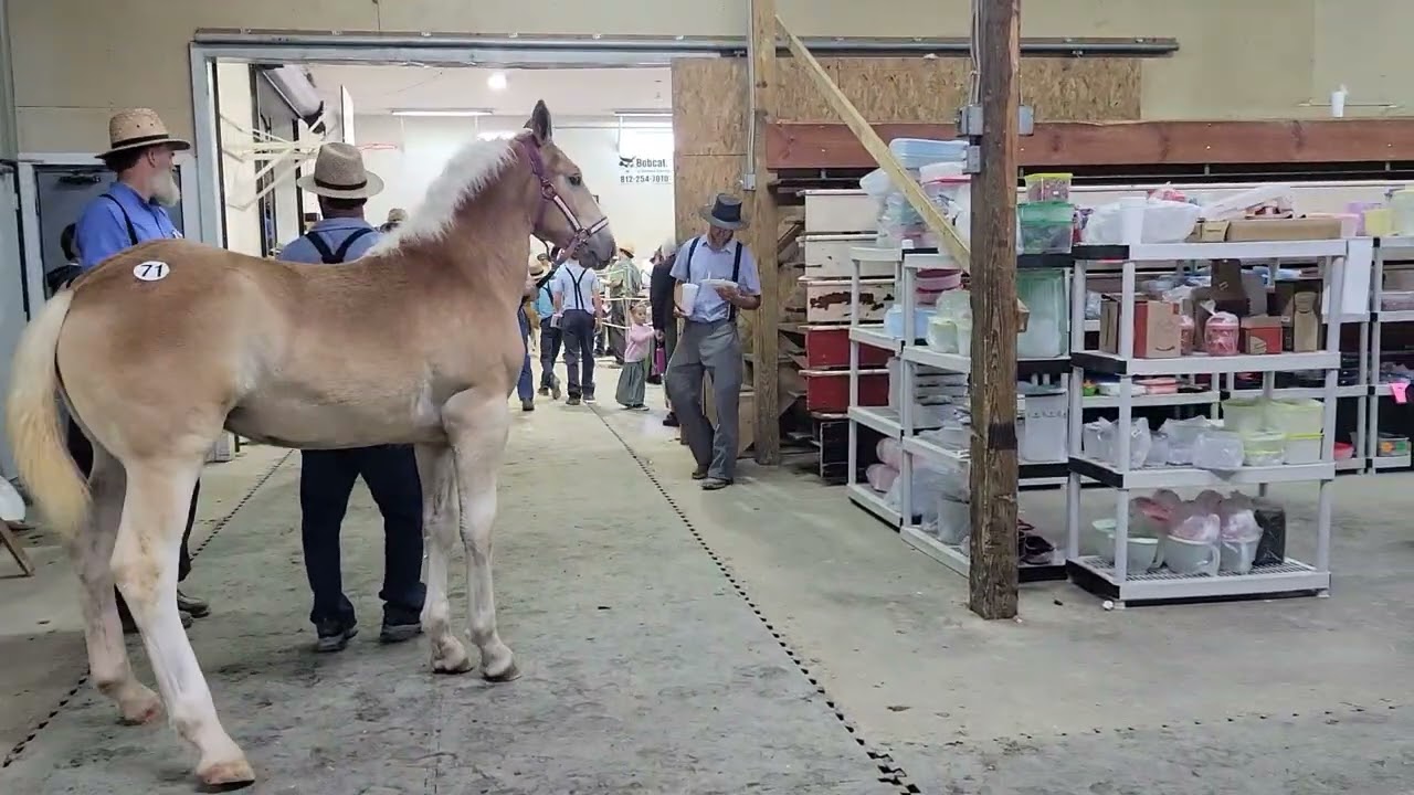 Аукцион лошадей для тяжеловозов Южной Индианы, день 2.