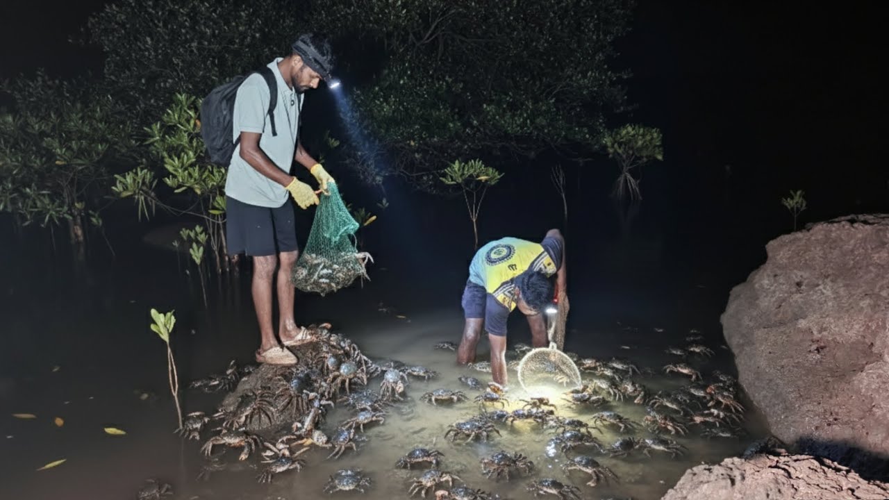 रात्री पकडले कांदळ वनातून खूप खेकडे , खेकडे पकडण्याची सोपी पद्दत | Crab catching @TejaGurav 