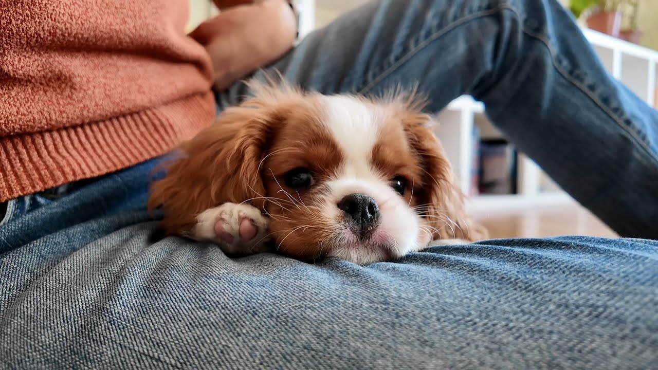 Vanilla, the Cavalier King Charles puppy, got a new bed but prefers taking a nap on her mom's lap