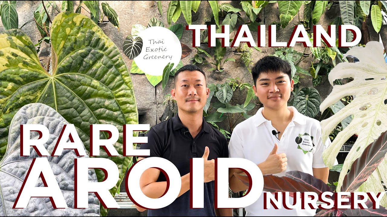 Thai Exotic Greenery - A HUGE Rare Aroid Nursery in Bangkok (That Exports Well)