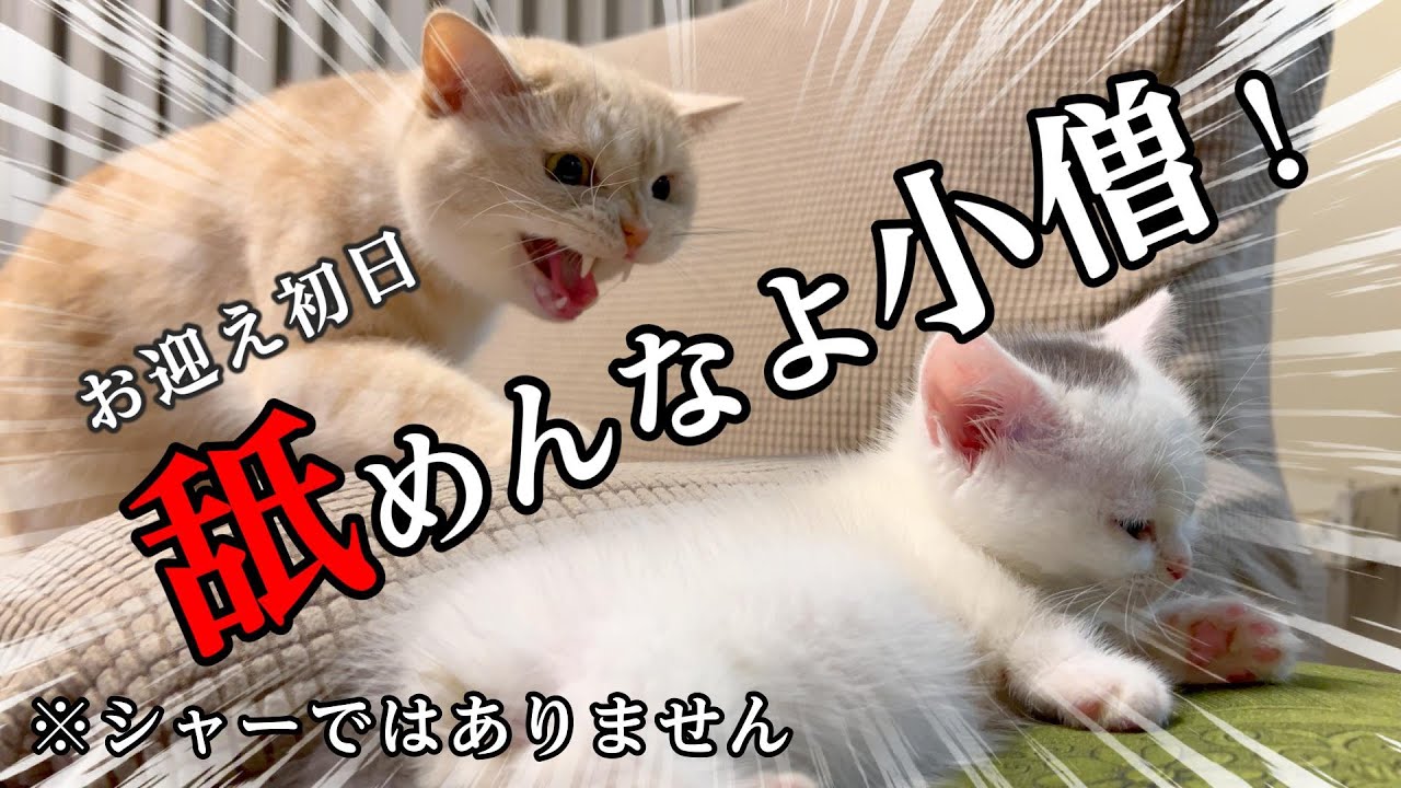 【子猫お迎え初日３】オラを敬え！Z世代（？）にキレる小心おじさん猫