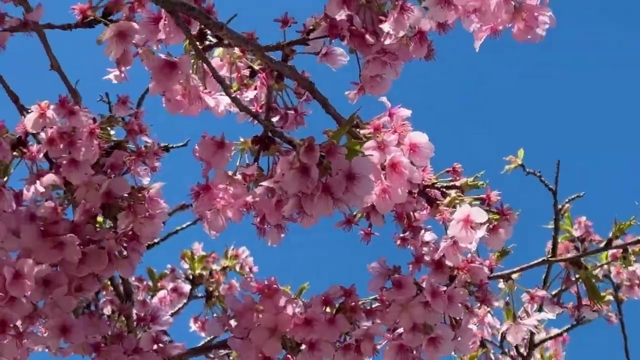 【静岡市】美和桜。芽吹き始め 2026.2.26