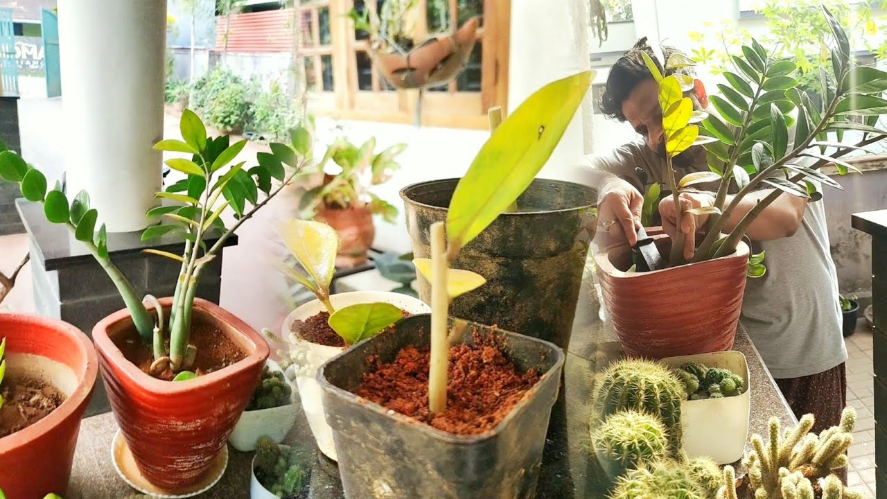 ചെടി പ്രേമികൾക്ക് ഇതൊക്ക സങ്കടം ആണെന്നെ 🌱 വച്ചു നോക്കാം 🌱