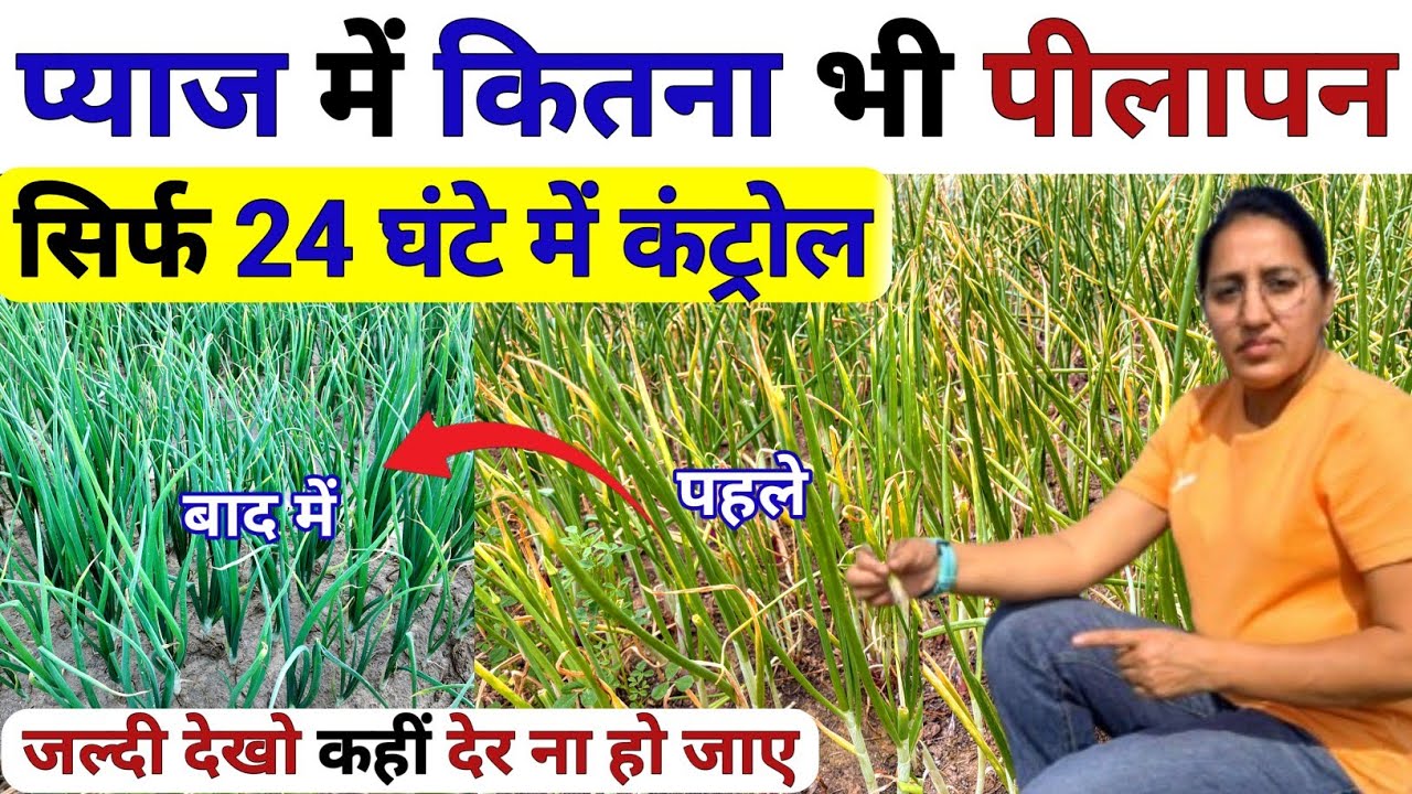 प्याज में पीलापन 🧅सिर्फ 24 घंटे में कंट्रोल 😲| pyaj me pilapan kaise hataye | Pyaj ki kheti | Onion